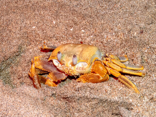 Golden Ghost Crab (Ocypode convexa) in Australia