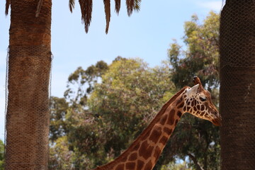 giraffe in profile between two trees