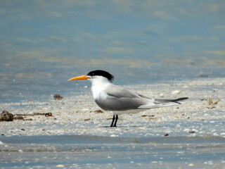 Lesser Crested Tern (Sterna bengalensis) in Australia