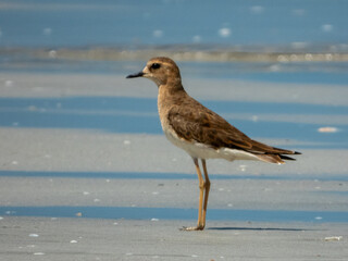 Oriental Plover (Anarhynchus veredus) in Australia