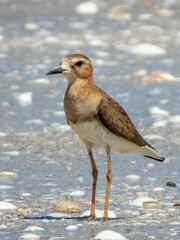 Oriental Plover (Anarhynchus veredus) in Australia