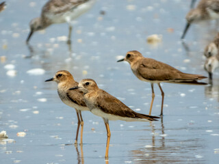Oriental Plover (Anarhynchus veredus) in Australia