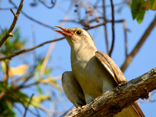 Pallid Cuckoo (Cuculus pallidus) in Australia