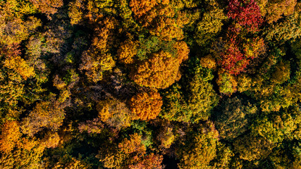 Late afternoon aerial autumn image of the top of trees in upstate New York.