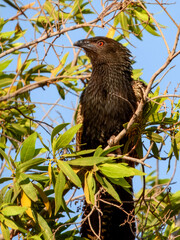 Pheasant Coucal (Centropus phasianinus) in Australia