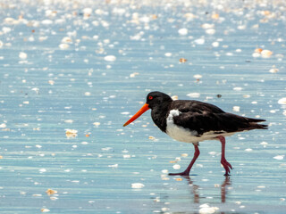 Pied Oystercatcher (Haematopus longirostris) in Australia