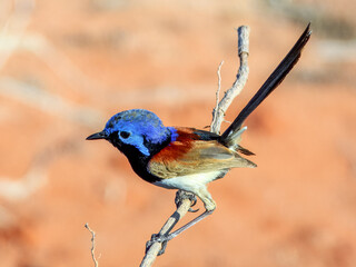 Purple-backed Fairywren (Malurus assimilis) in Australia