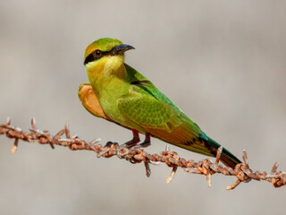 Rainbow Bee-eater (Merops ornatus) in Australia