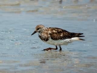 Ruddy Turnstone (Arenaria interpres) in Australia