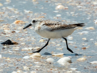 Sanderling (Calidris alba) in Australia