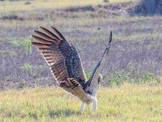 Spotted Harrier (Circus assimilis) in Australia