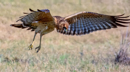 Spotted Harrier (Circus assimilis) in Australia