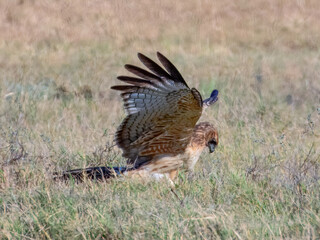 Spotted Harrier (Circus assimilis) in Australia
