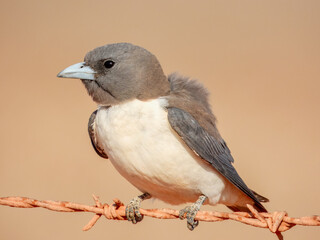 White-breasted Woodswallow (Artamus leucorynchus) in Australia