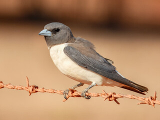 White-breasted Woodswallow (Artamus leucorynchus) in Australia