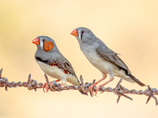 Zebra Finch (Taeniopygia guttata) in Australia