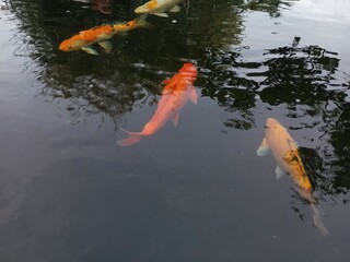 koi  in the pond