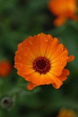 orange gerber daisy with water drops