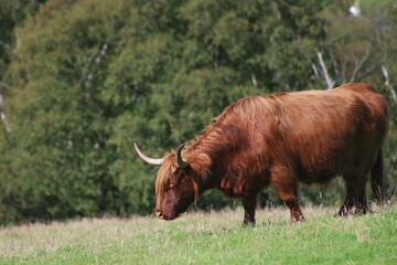 highland cow and calf eating