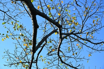 Autumn leaves of cherry trees. Japanese autumn seasonal background material.
