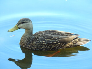 Obraz premium KODAK Digital Still Camera