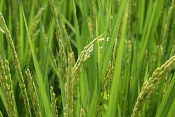 高温耐性品種みずかがみ