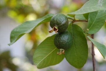 Guava fruit on the tree in the garden with green leaves background