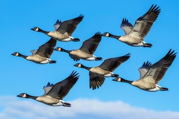 Fototapeta premium Flock of Canadian Geese in Flight Against a Clear Blue Sky with Fluffy Clouds Creating a Serene and Peaceful Nature Scene