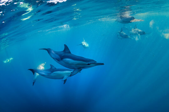 A graceful pod of common dolphins glides through the clear, blue waters off the coast of New South Wales, Australia, showcasing the harmony of ocean life.