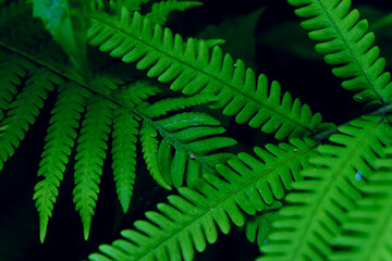 Green plants in the rainforest.