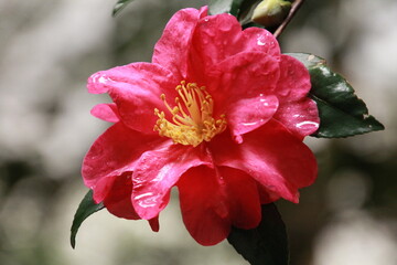 赤いサザンカの花一輪