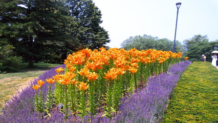 百合が原公園のお花畑