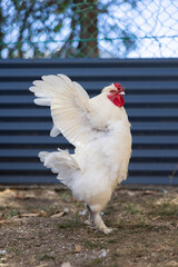 White rooster flapping wings © Laura