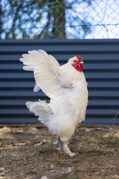 White rooster flapping wings