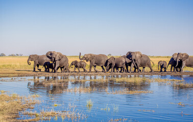 Border Crossing, Elephant Herd