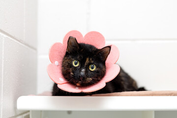 Tortoiseshell cat with flower soft cone