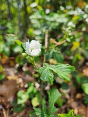 Sawtooth blackberry bloom white flower in the spring