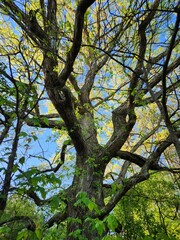 Bid tree trunk in spring 