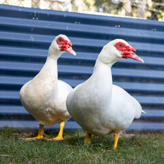 White muscovy ducks in front of blue Colorbond fence