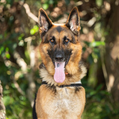 German shepherd in forest