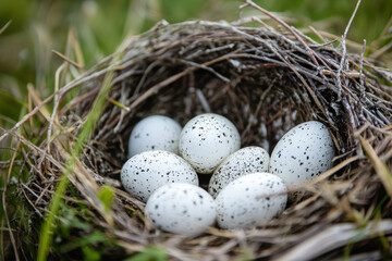 Obraz premium A close-up of a bird's nest containing speckled eggs nestled in grass.