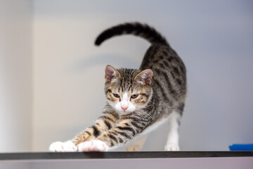 Tabby and white cat stretching © Laura