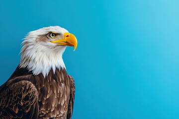 Obraz premium A close-up of a majestic eagle against a solid blue background.