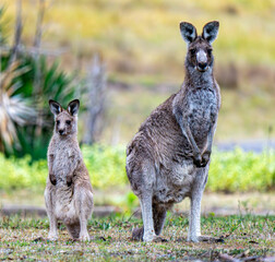 kangaroo and joey