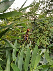 spider on a web