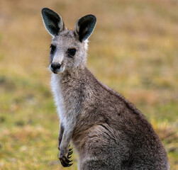 Young kangaroo looking at camera