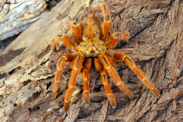 Orange Baboon Tarantula (Pterinochilus murinus).