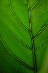  Detailed Veins of a Vibrant Green Leaf in the Morning Sunlight