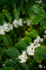 Blooming Coffee Plant with Delicate White Flowers