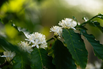 White Coffee Blossoms in Lush Greenery